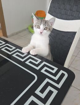 2 Babys Katze 4 Monate alt - Monheim (Rhein)