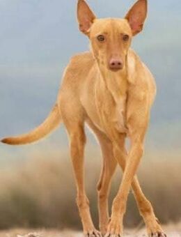 Kika ist noch ängstlich - Donaueschingen