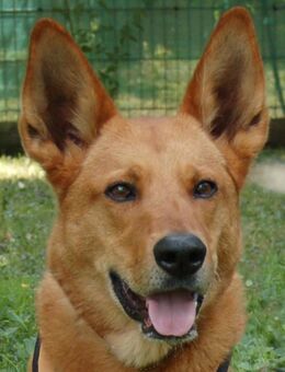 Red Teddy - 7 Jahre - Mix - Tierhilfe Franken e.V. - Lauf (Pegnitz) Zentrum