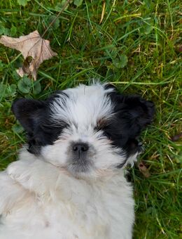 Malteser Shih-Tzu Mix Welpen (Malshi) - Neuss