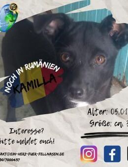 KAMILLA - vermisst ihre / eine Familie - Waakirchen