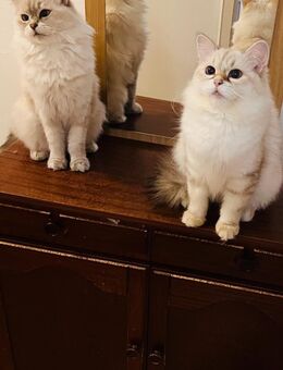 Sibirische Neva-Masquarade - Altdorf (Bayern)