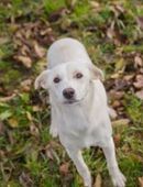 KIMANI - munter, aktiv und neugierig in 51491