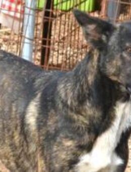 Fröhliche Electra ist sehr sportlich - Mettmann