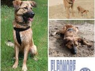ELEONORE -Traumhündin sucht Zuhause- - Duisburg