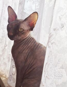 2 Sphynx Mädchen - Hüffelsheim