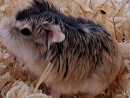 junge kleine flinke Roborowski Zwerghamster Hamster - Neustadt (Sachsen) Hohwald