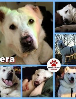 Hera Herdenschutzhund Hündin Traumhund - Margetshöchheim