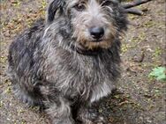 Menschenbezogener lieber DUSTY ♥️ - München