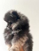 Zwergspitz Pomeranian Boo Welpen abgabebereit in 55566