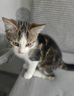 Babykatzen EKH suchen ein Zuhause - Burghaun