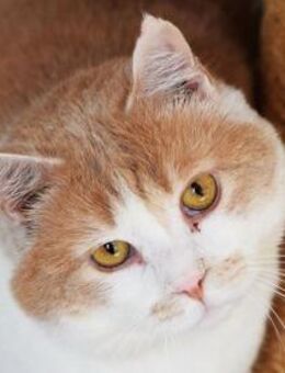 SAM-wunderschöner, ruhiger Kater - Rösrath