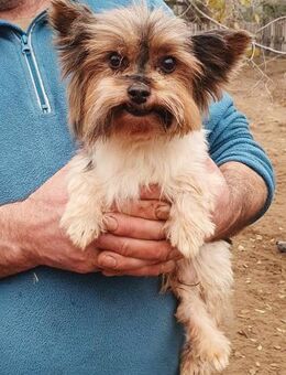 Shalun # - Wolfhagen