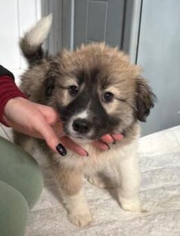 Ava - kleines süßes Hundemädchen - Velbert