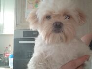 Pekinese Shi tzu zu verkaufen - Mönchengladbach