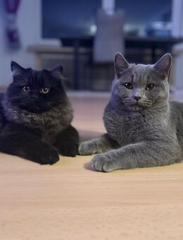 GESCHWISTER KATZEN - Niederkassel Zentrum
