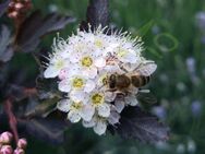 Teufelsstrauch-Samen Blasenspiere dunkelrot Zierstrauch Bienen dunkle Blätter weiß hellrosa Blüten Gartenstrauch wildflower Zierspflanze SWR Treffpunkt Blume - Pfedelbach