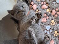 Bkh reinrassige Kitten kurzhaar. - Osnabrück