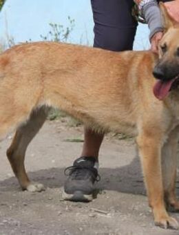 Schmuckstück Amber sucht ein Zuhause - Grevenbroich