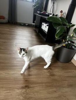 Schmusekatze ANNABELLE sucht! - Berlin