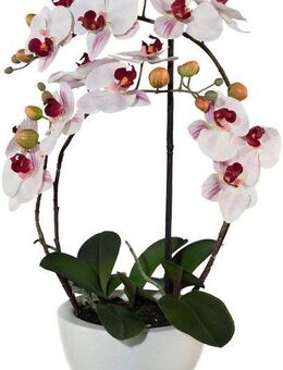 Kunstpflanze Phalaenopsis Orchidee, Creativ green, Höhe 52 cm