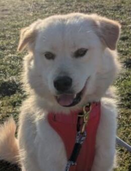 Cindy 💗 wartet in 12529 Schönefeld - Hamburg