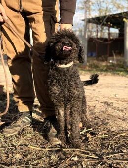 Pulimix Felda sucht Streicheleinheiten - Heinsberg