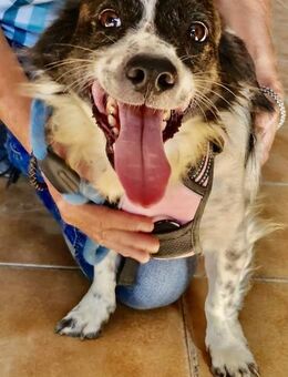 Nico, aufmerksam, lernwillig, neugierig - Westerholt