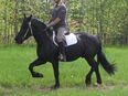 Freizeitpferd/Friesenmixwallach in 99628