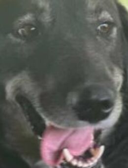 Erika ist unsere Schmusebacke 🐾 - Elsdorf (Nordrhein-Westfalen)