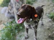 Boogie - Freundlicher Rüde sucht Zuhause - Berlin