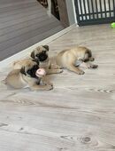Mops Welpen Beige in 28239