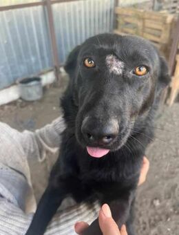 Nani leidet sehr im Shelter 🐾 - Elsdorf (Nordrhein-Westfalen)