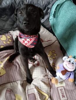 ♥️Benito♥️ sucht das Leben - Remagen