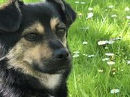 Boas - Kleiner Mann mit großem Herz - München