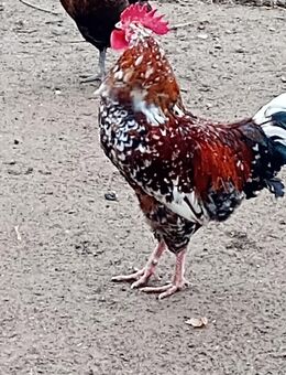 Hahn - Werneck