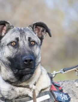 Gilda auffällige Erscheinung - Puchheim