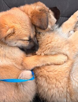 Kaukasische Schäferhund-Mischling Welpen - Frankfurt (Main) Sindlingen