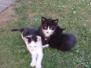Katzenbabys in liebevolle Hände abzugeben - Bad Frankenhausen (Kyffhäuser)