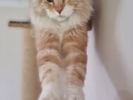 Reinrassige Maine Coon Kater - Morsbach