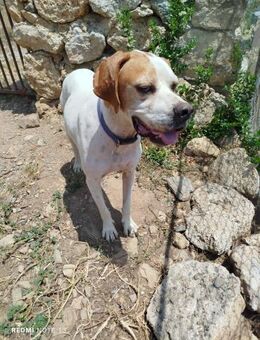 Pointer PIM sucht seine Familie - Lauffen (Neckar)