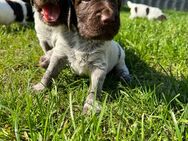 Kleine Münsterländer Welpen - Freren