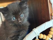 Kitten British Langhaar Persa Mix - Heidelberg