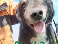 Black3 liebevoller Begleiter 03/19 GRC - Ruppertsecken