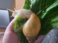Achatina Fulicia vollalbino - Stadtallendorf