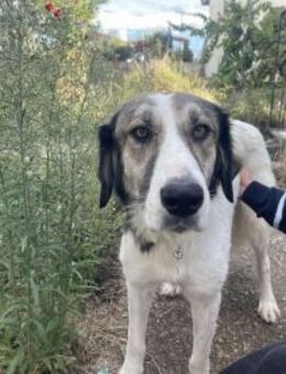Ophelia - sanfte Hundedame - Eixen
