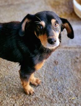 Bogi, 6 Jahre, handlich und lieb - Bochum