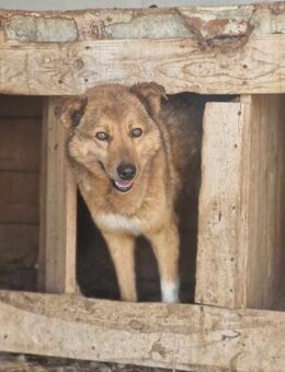 Angstnase CHARLIE sucht ein Zuhause - Neuberg