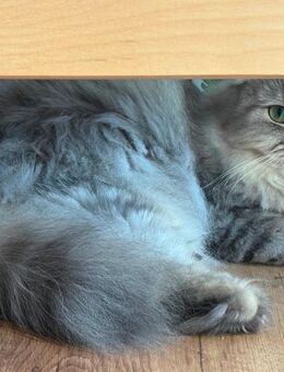 Wunderschöne Britisch Langhaar Katze - Burscheid