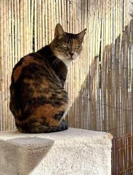 Mutsie aus dem Tierschutz - Grevenbroich